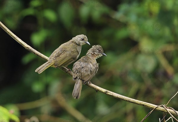 Olive-winged Bulbul