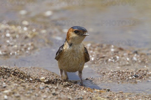 Red-rumped swallow