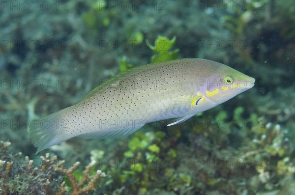 Pastel-green Wrasse