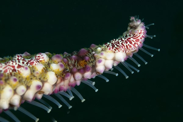 Warty sea star