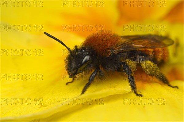 Andrena armata