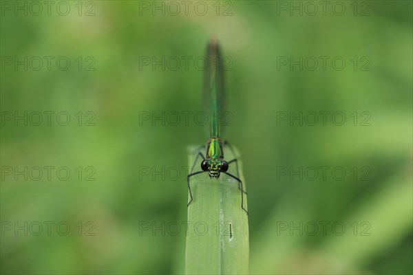 Agrion splendens