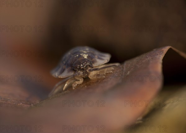 Common Woodlouse