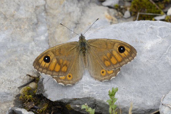 Large Wall Brown