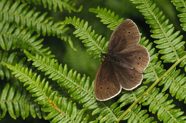 Ringlet