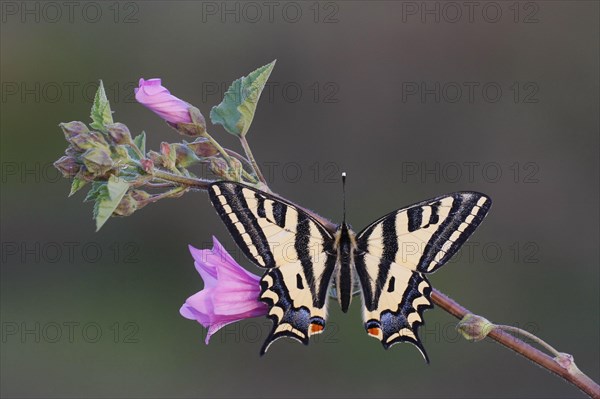 Swallowtail butterfly