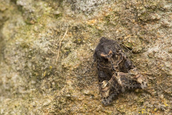 Yellow Spotted Woodland Owl