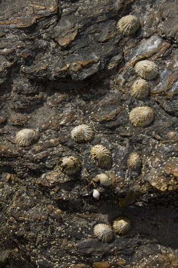 The common limpet