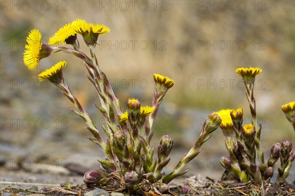 Coltsfoot