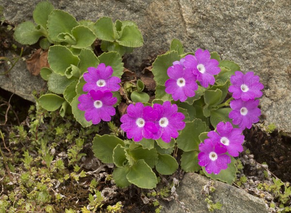 Hairy Primrose