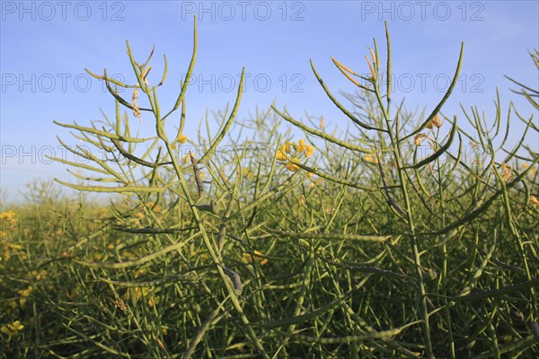 Oilseed Rape