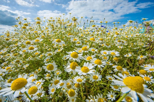 Ox-eye Daisy