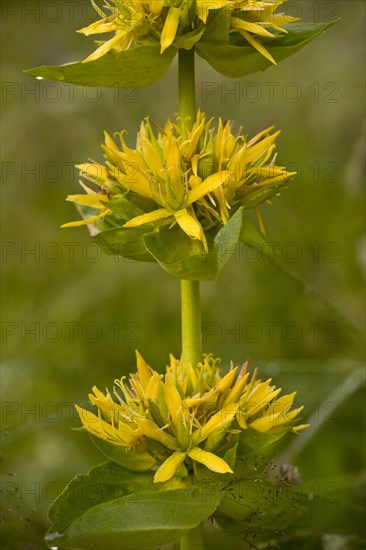 Greater great yellow gentian
