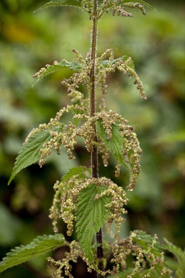 Stinging Nettle