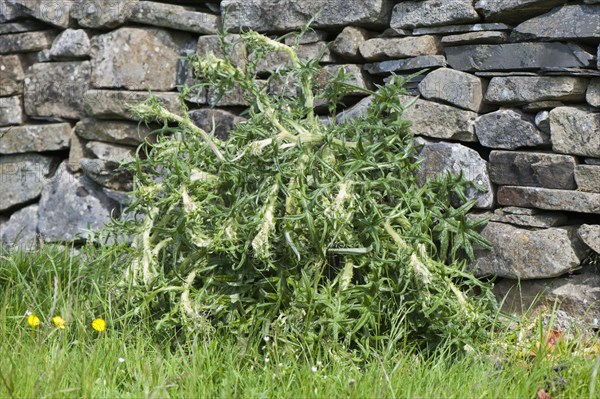 Spear Thistle