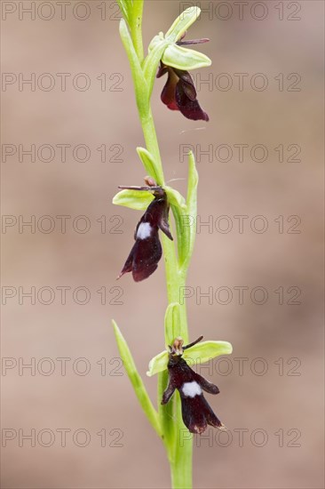 Fly orchid