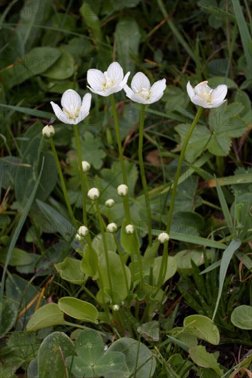 Marsh heartleaf