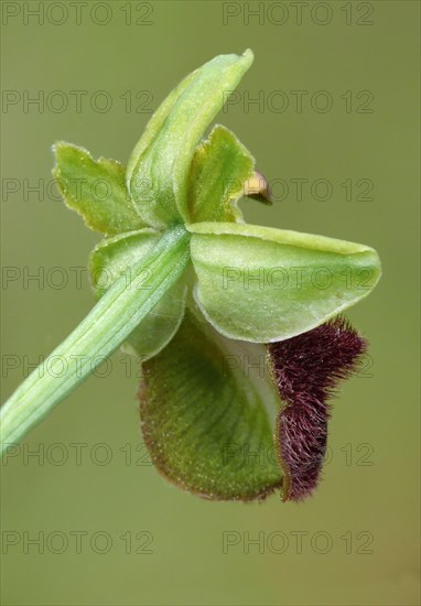 Black black ophrys