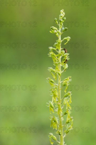 Common common twayblade