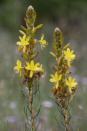 Yellow Asphodel