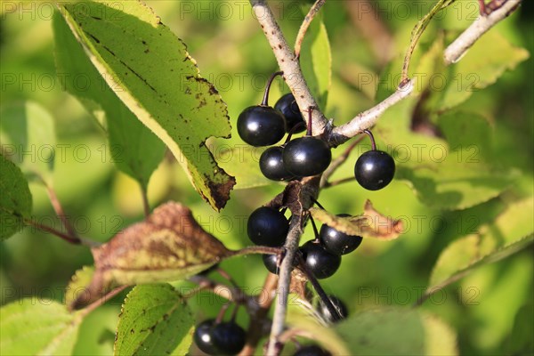 Purging buckthorn