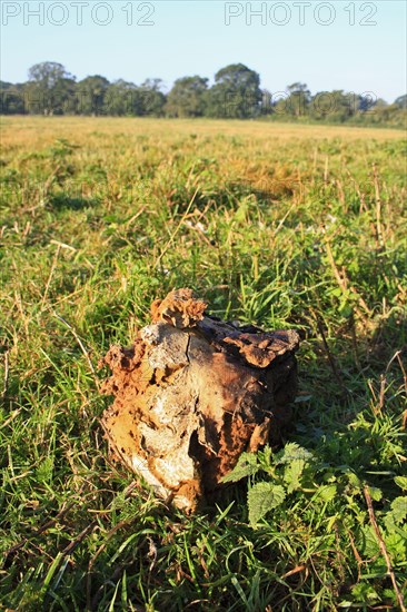 Giant giant puffball