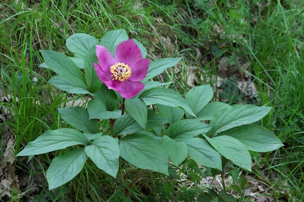 Paeonia corralina