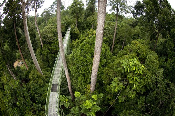 Canopy walkway through trees