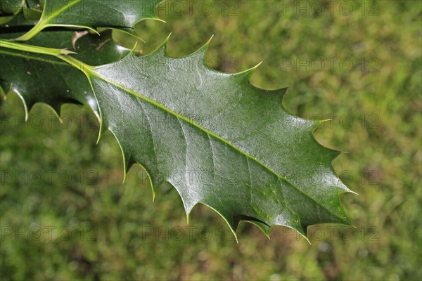 European Holly