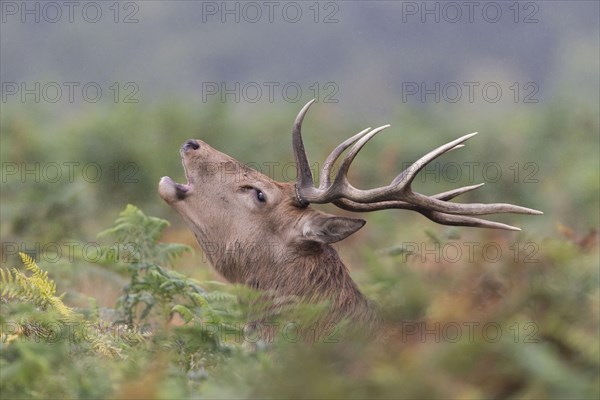 Red Deer