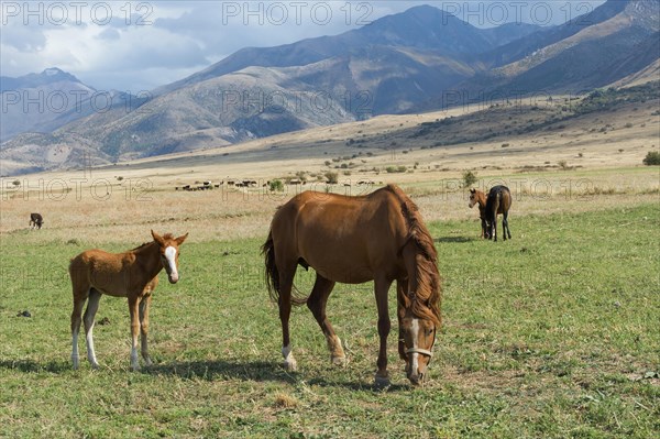 Mare with her foal