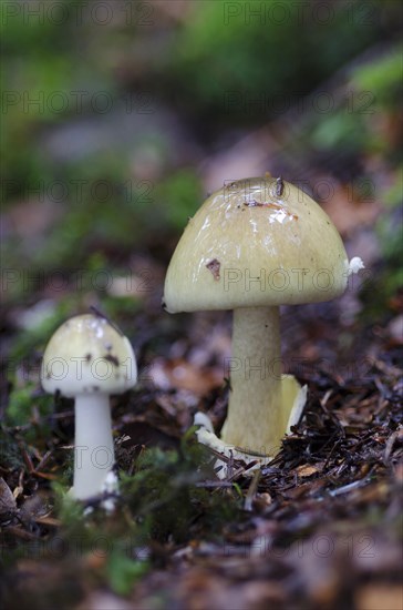 Amanita phalloides