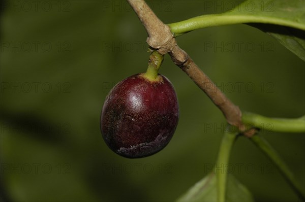 Coffee bush