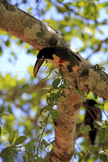 Brown-eared macaw