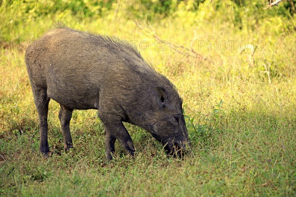Eurasian wild boar