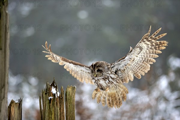 Tawny owl