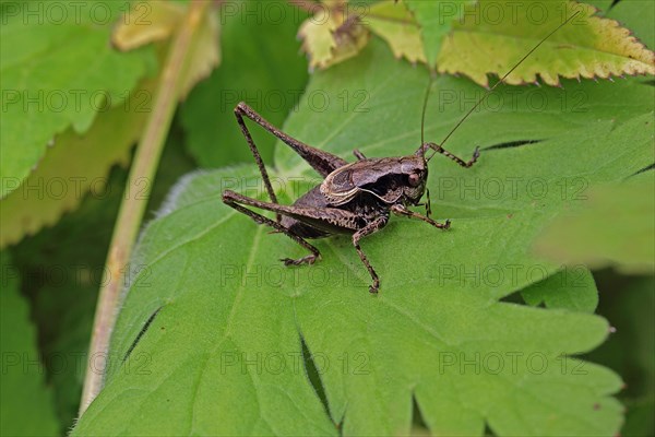 Common bush cricket