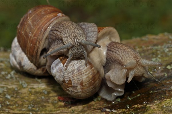 Roman snail