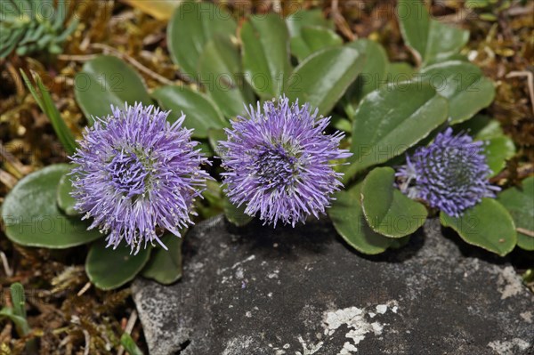 Common globe flower