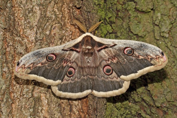 Viennese Moth Peacock