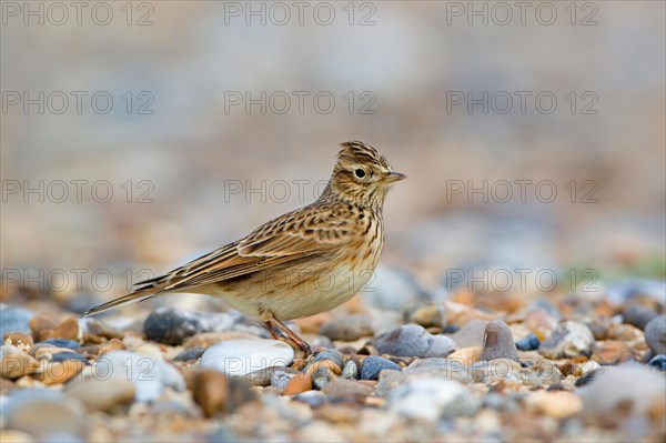 Skylark