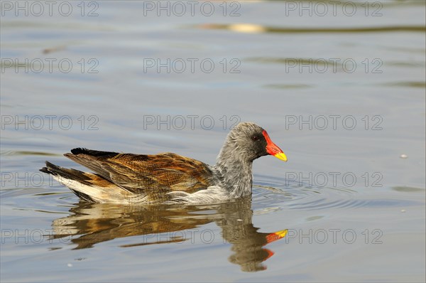 Common Moorhen