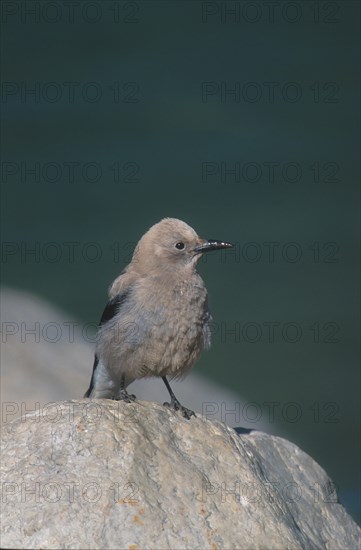 Clark's nutcracker