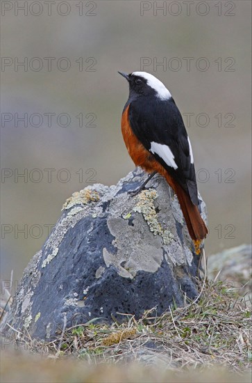 White-winged Redstart