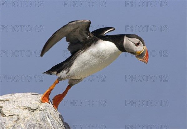 Atlantic puffin