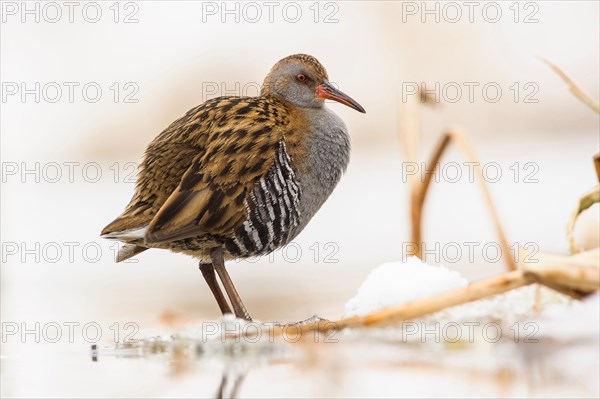 Water Rail