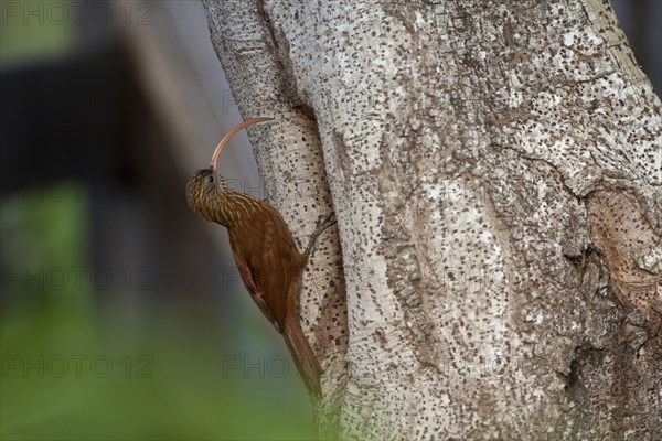 Red-backed Scythebill