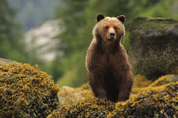 Grizzly Bear