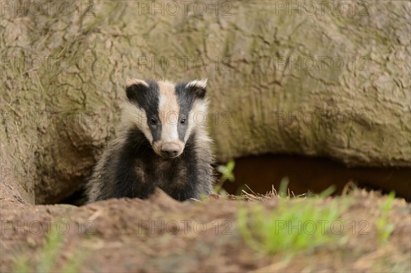 Eurasian Badger