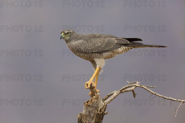 Eastern speaking goshawk